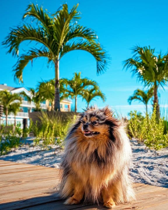 Margaritaville Beach Resort Fort Myers Beach featured image