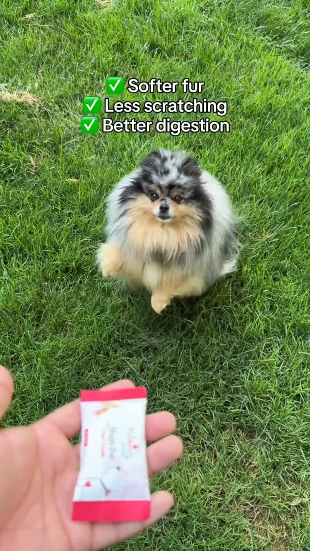 PawCo featured image